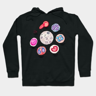 Blood cells. RBCs. WBCs, Basophil, Platelet, thrombocyte, Neutrophil, B-Lymphocyte, Monocyte, Eosinophil. Hoodie